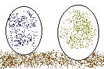 Oleeoreth & Latistroth's eggs